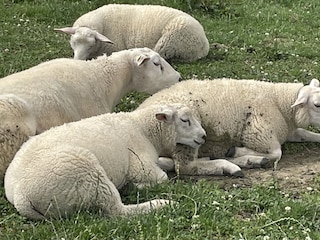 Ferienwohnung Hooksiel Umgebung 20