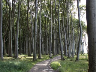 Wanderweg im Gespensterwald