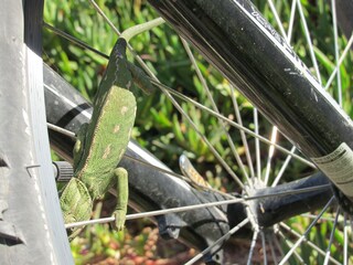 Appartamento per vacanze Carvoeiro Ambiente 37