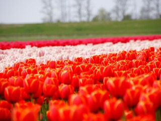 Appartamento per vacanze Callantsoog Ambiente 8