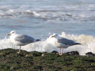 Appartamento per vacanze Callantsoog Ambiente 14