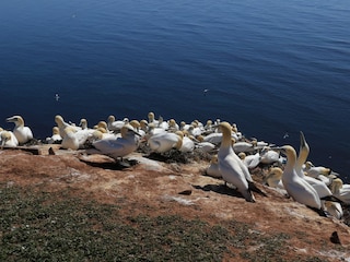 Vogelparadies Helgoland