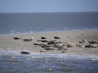 Bungalow De Cocksdorp Ambiente 20