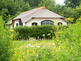 Garten mit grünen Pflanzen und Blumen