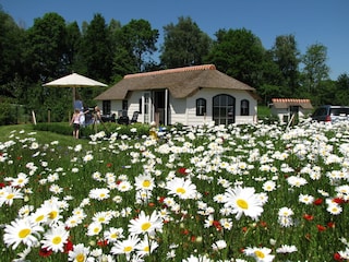 Ein Haus in einem Blumenfeld.
