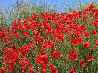 Mohnblumen