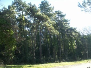 Vakantieappartement Tirrenia Omgeving 16