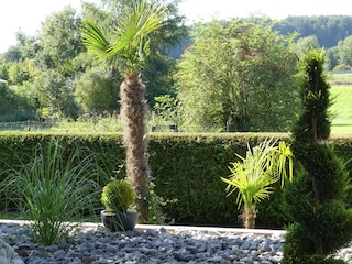 Garten mit Palmen