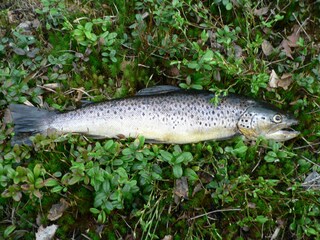 Casa per le vacanze Lur Ambiente 17