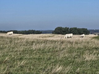 Holiday house Ystad  30