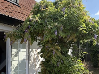 Ferienhaus Glemmingebro Außenaufnahme 1