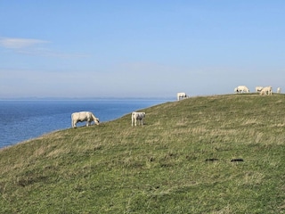 Ferienhaus Glemmingebro  24