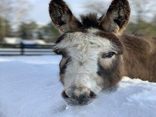 Maison de vacances Plau am See Environnement 22
