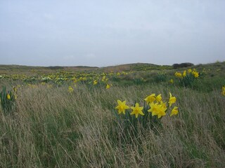 Bungalow Julianadorp Omgeving 25