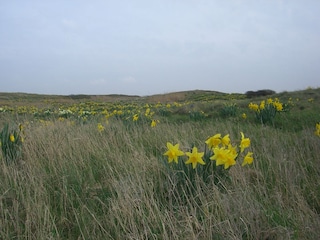 Dünen