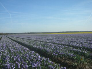 Bungalow Julianadorp Environment 25