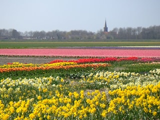 Blumenpracht