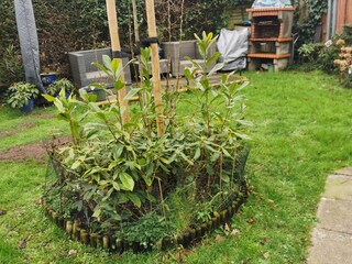 tuin