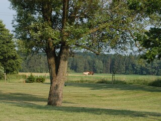 Appartamento per vacanze Sanitz Ambiente 28