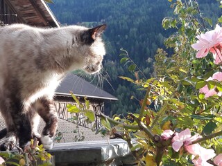 Appartamento per vacanze Vintl Ambiente 30