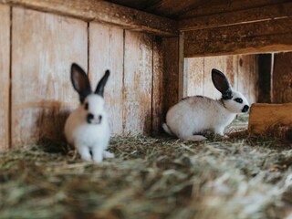 Unsere Hasen