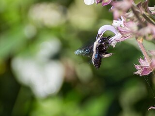 Flora und Fauna