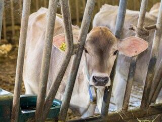 Tierwelt am Stampferhof