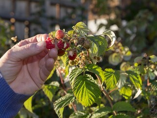 Beeren vom Garten
