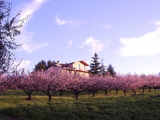 Appartement Terricciola Buitenaudio-opname 13
