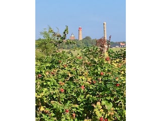 Blick über die Bauernrosen zum Leuchtturm