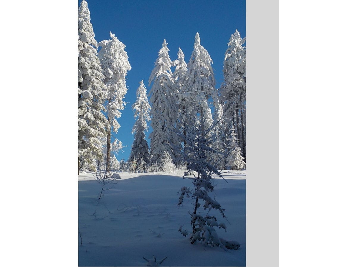 Winterwald bei St. Englmar