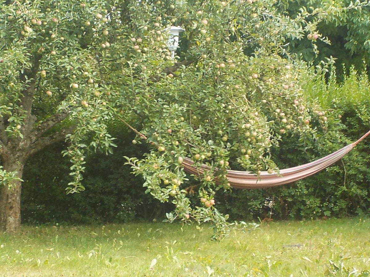 Blick in den Obstgarten