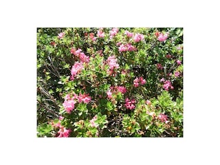 Appartamento per vacanze Mittelberg Ambiente 19