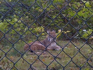 Luchs