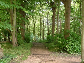 Holiday apartment Domburg Environment 19