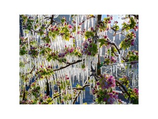 Vereiste Apfelblüte