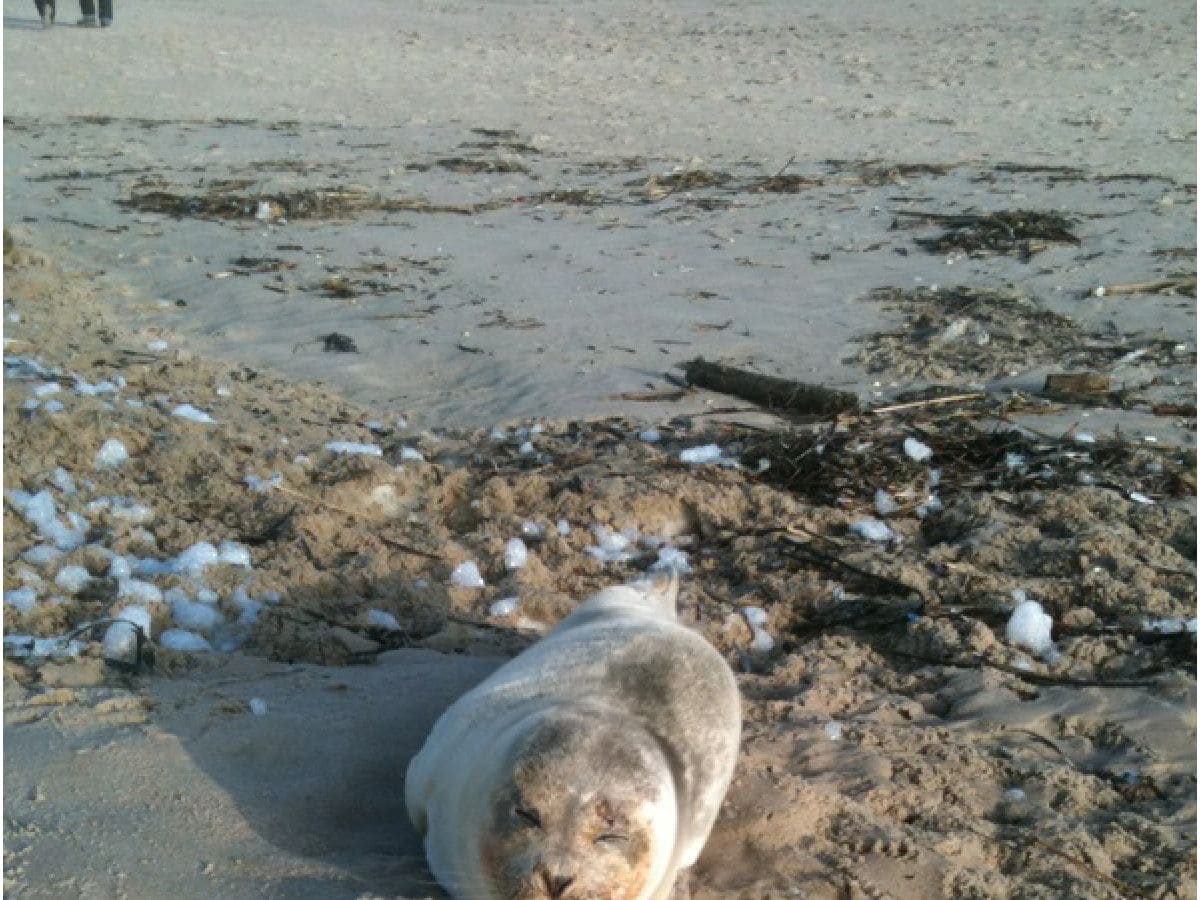 Robbe am Strand