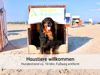 toben ganz ohne Leine