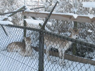 Casa per le vacanze Julianadorp Ambiente 15