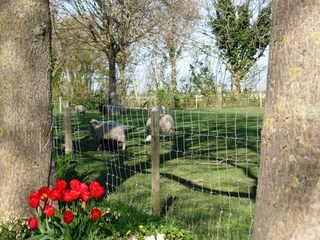 Chalet Zonnemaire Environment 2