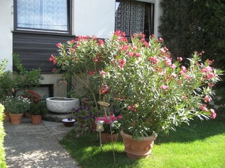 Oleander versteckt kuscheligen Sitzplatz