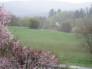 Ein seltener Besuch auf "unserer" Wiese