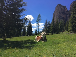 Appartamento per vacanze Wolkenstein in Gröden Ambiente 21