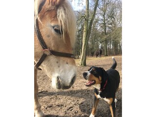 Casa per le vacanze Dötlingen Ambiente 25
