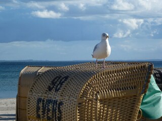 Möve auf Strandkorb