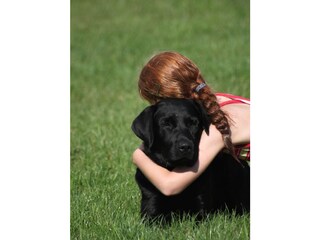 geliebter Hund Coffie, unsere Labrador-Hündin