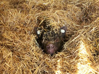 Schweinchen im Winternest