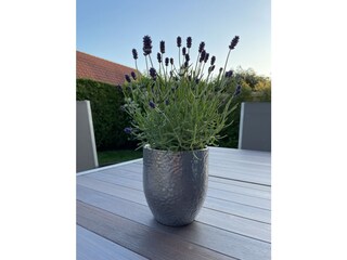 gemütliche Terrasse