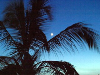 Starlit nights underneath palm trees