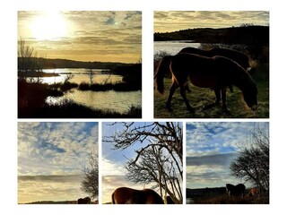 wilde paarden in de duinen van Egmond